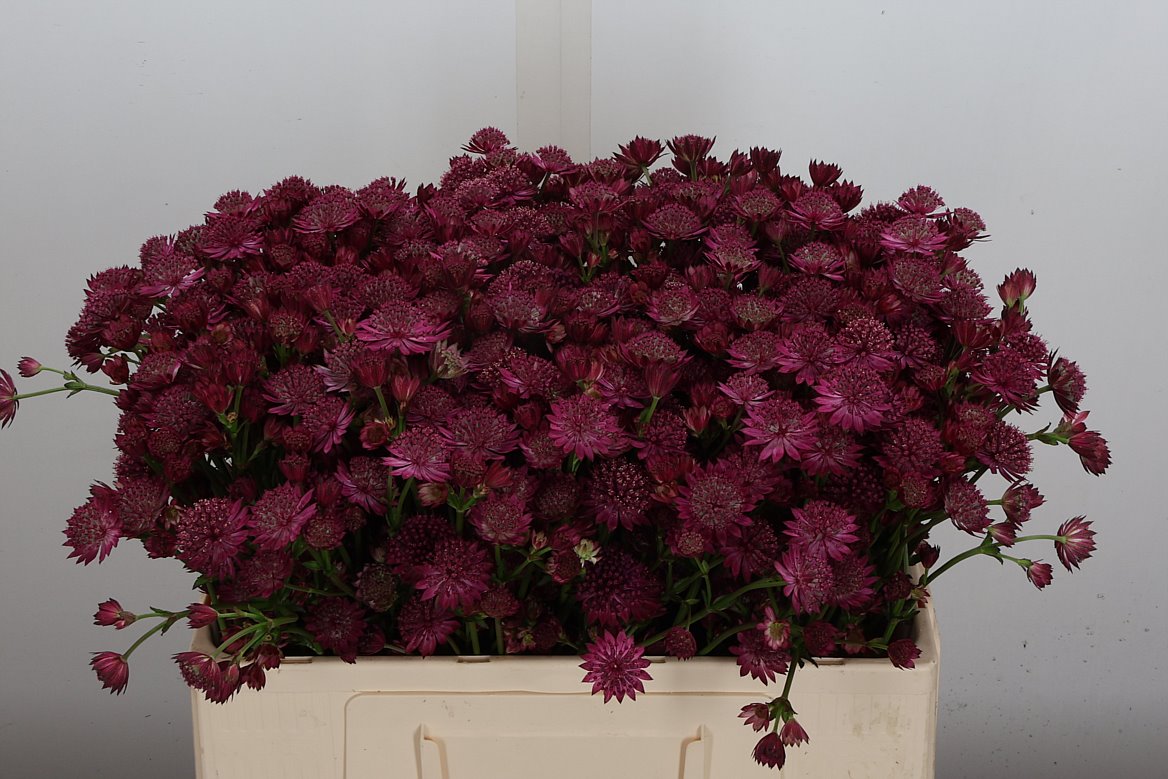 Astrantia Major Capri 55cm