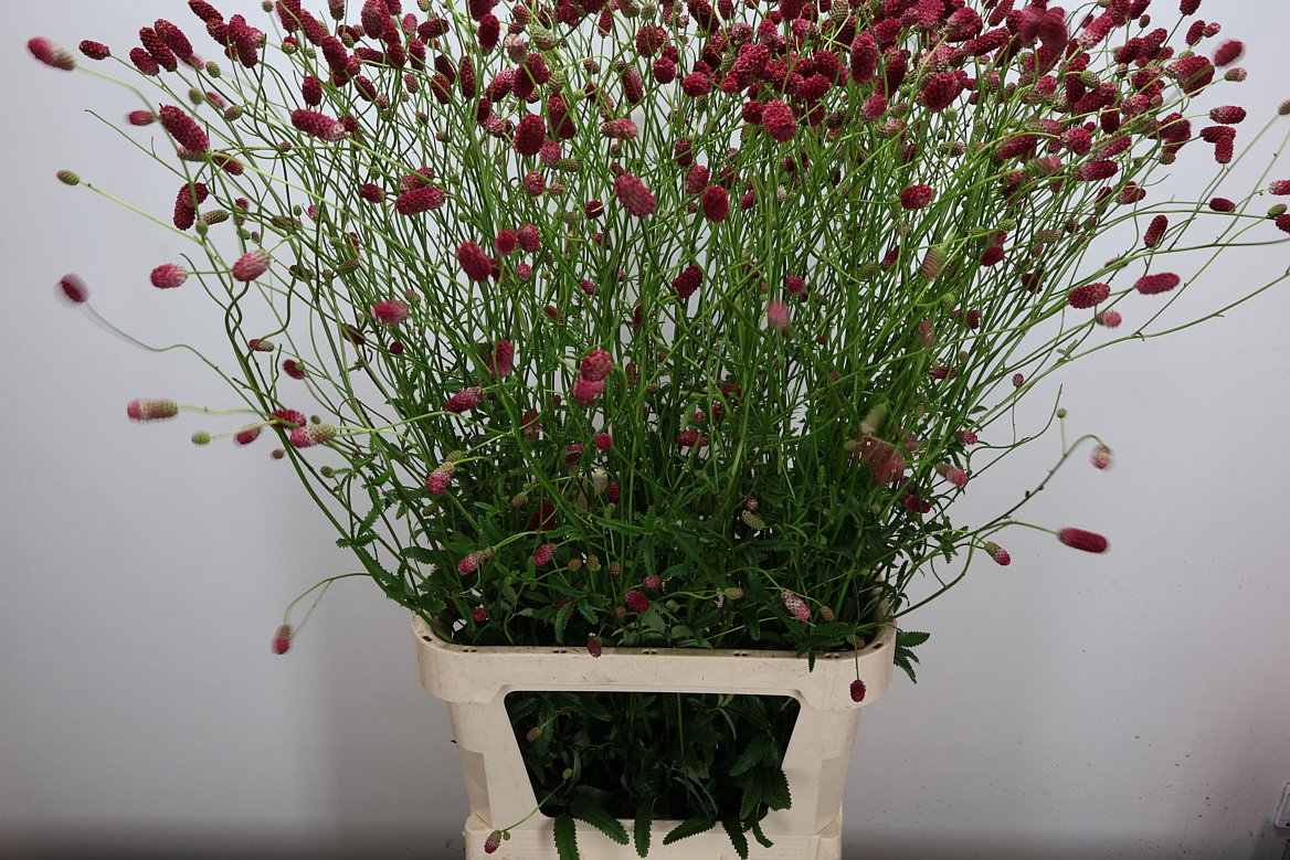 Sanguisorba Officinalis Arnhem 110cm