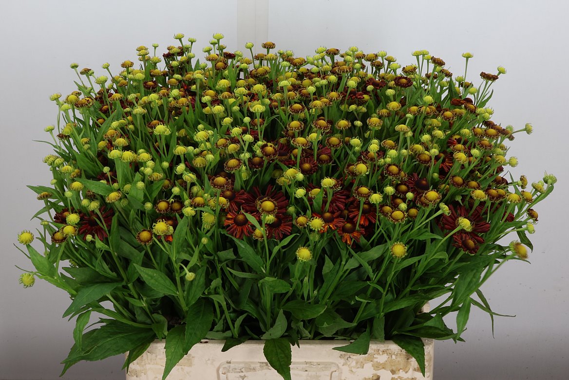 Helenium Red King 60cm
