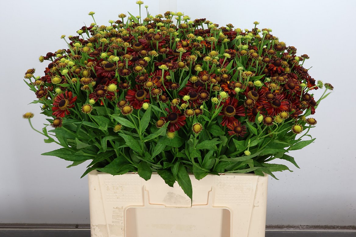 Helenium Red King 60cm