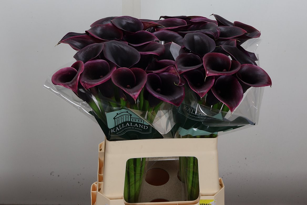 Zantedeschia Cantor 60cm