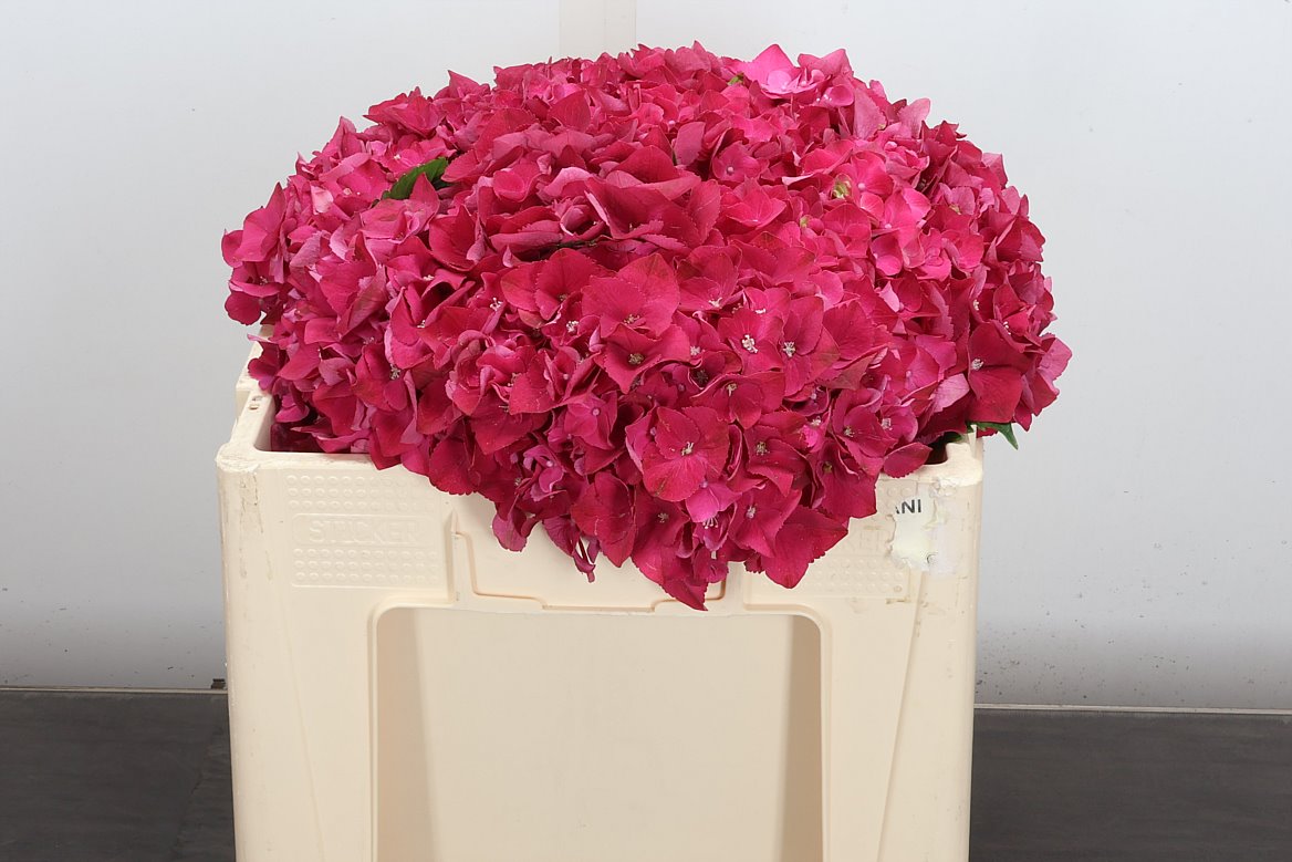 Hydrangea Mon Amour 50cm 13-15cm Hd
