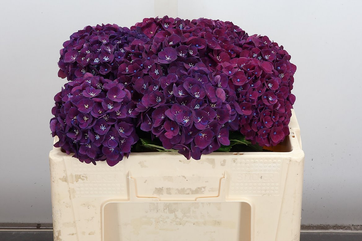 Hydrangea Mon Amour Purple 50cm 13-15cm Hd