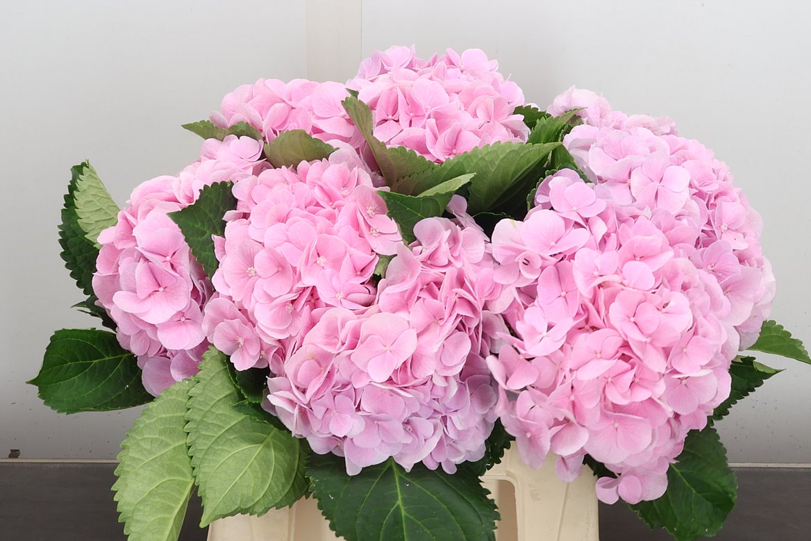 Hydrangea Verena 40cm 15-17cm Hd