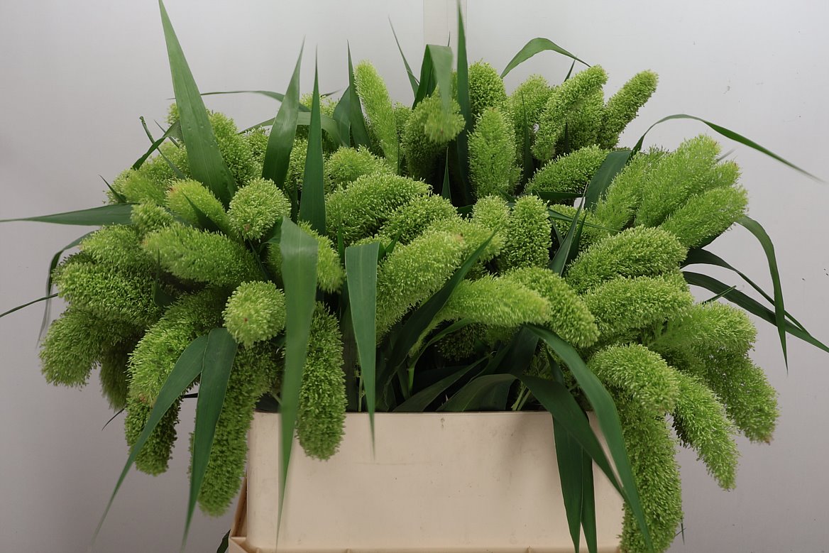 Setaria Italica Volle Melk 80cm
