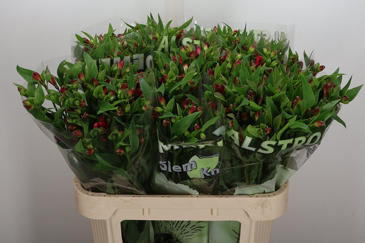 Alstroemeria Florinca Sangria 75cm