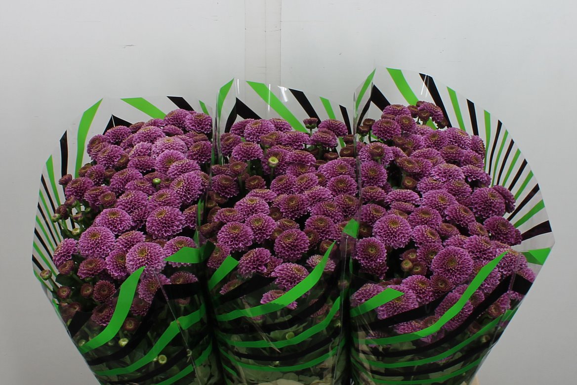 Chrysanth Santini Doria 55cm 40gr.