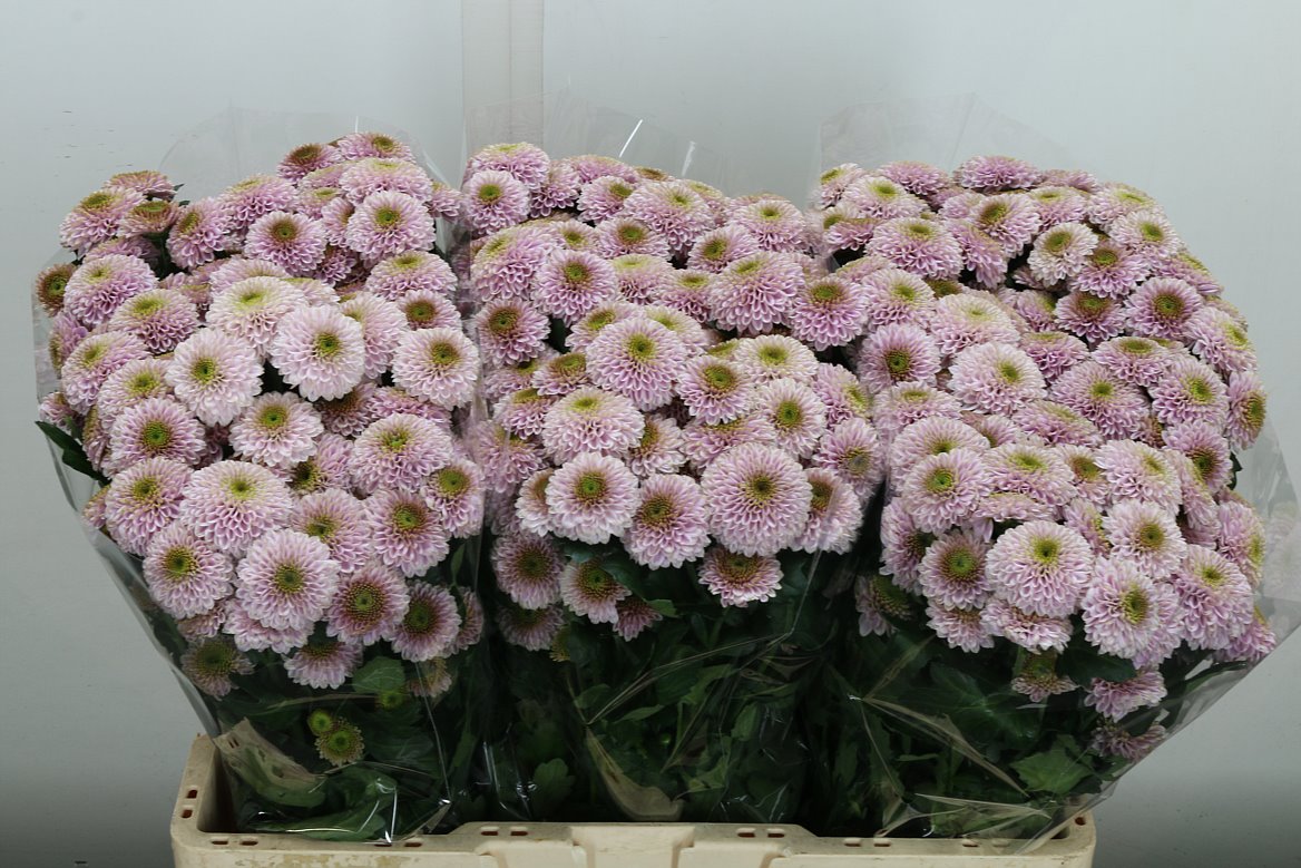 Chrysanth Santini Doria Pink 55cm 40gr.