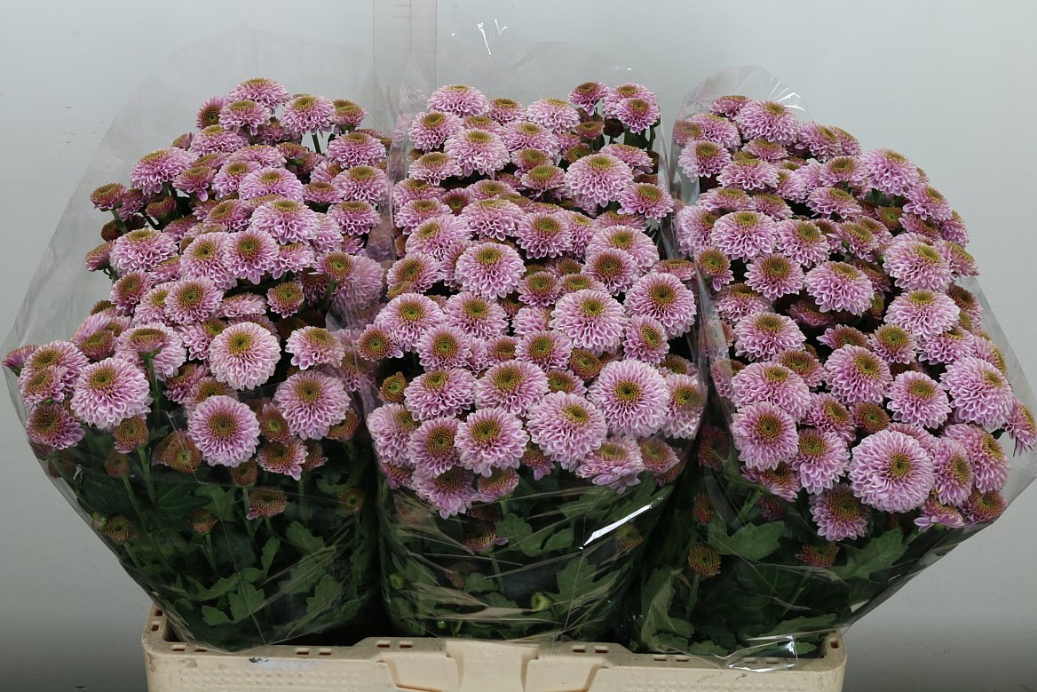 Chrysanth Santini Doria Pink 55cm 44gr.