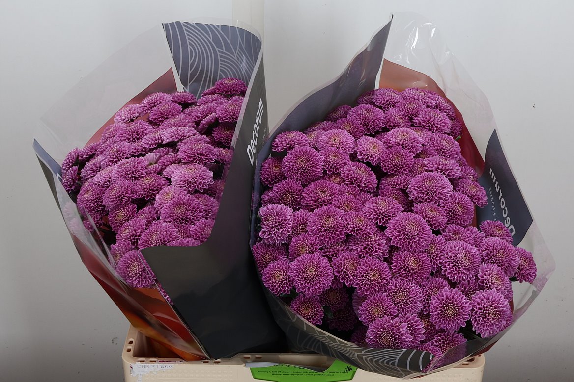 Chrysanth Santini Ellison Pink 55cm 54gr.