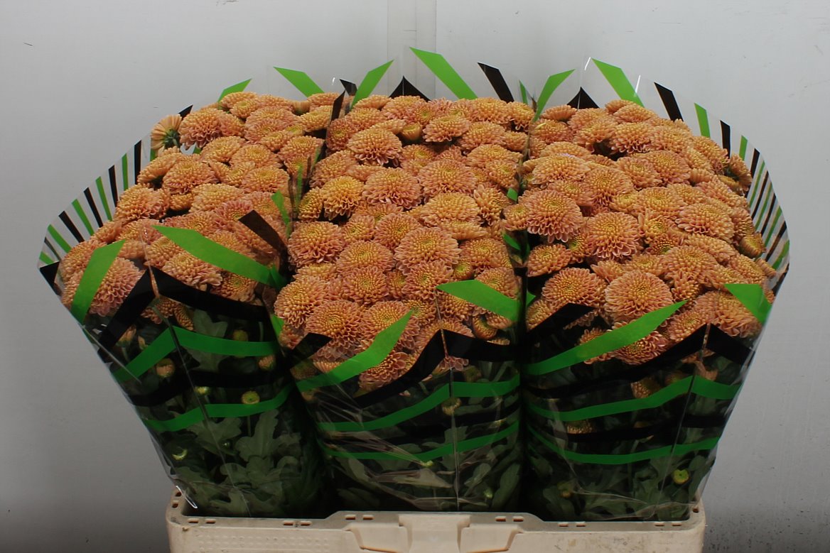 Chrysanth Santini Ellison Salmon 55cm 42gr.