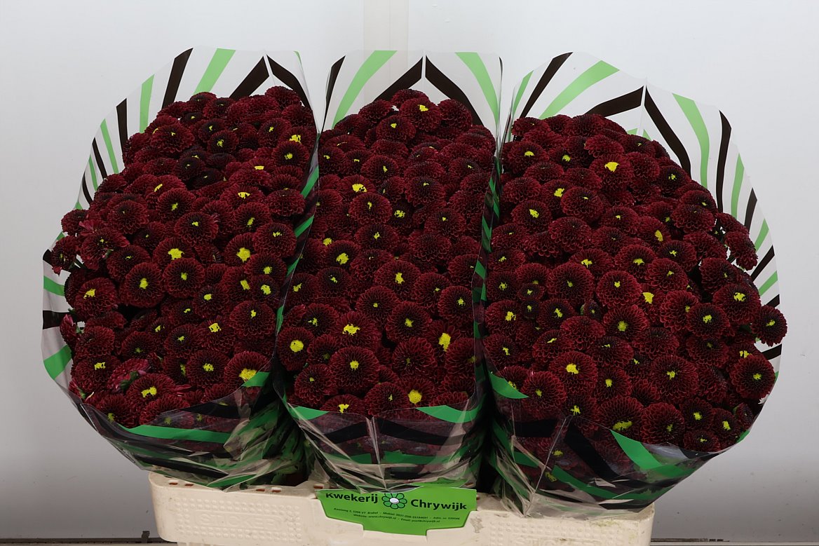 Chrysanth Santini Purpetta Red 55cm 40gr.