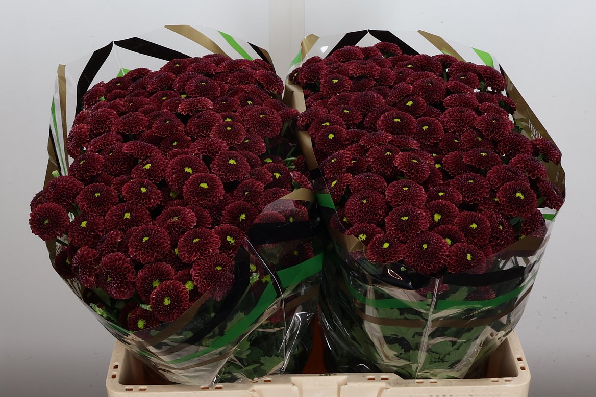 Chrysanth Santini Purpetta Red 55cm 56gr.