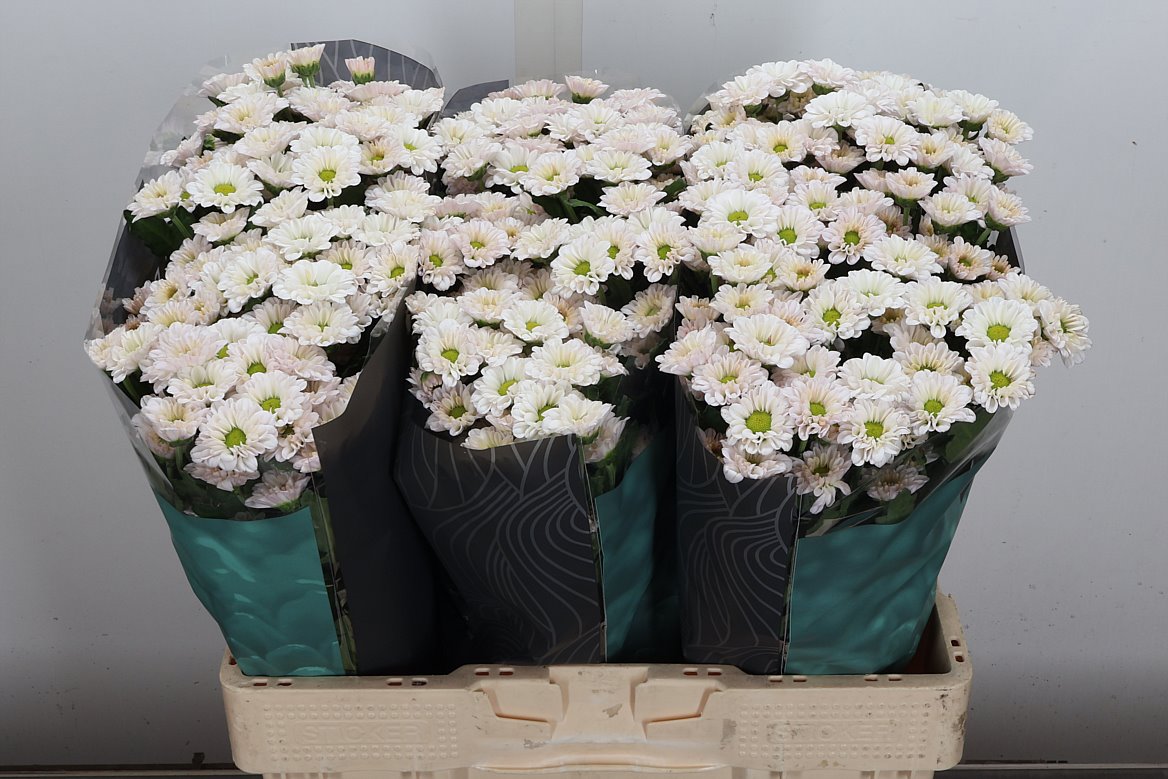 Chrysanth Santini Fabiani Pearl 55cm