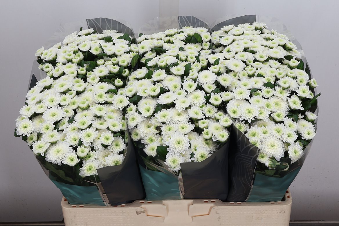 Chrysanth Santini Cash 55cm