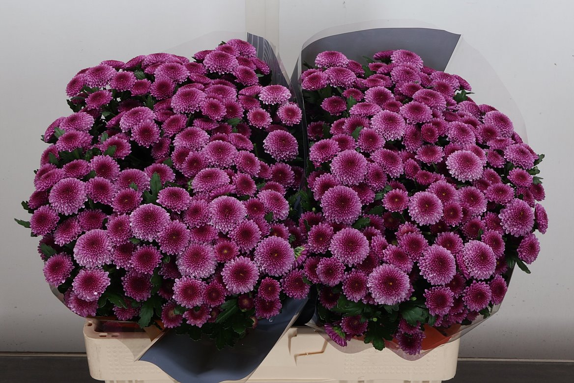 Chrysanth Santini Balboa 55cm
