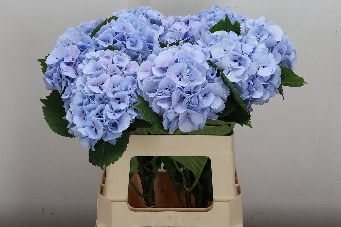 Hydrangea Lolly Pop Blue 60cm 11-13cm Hd