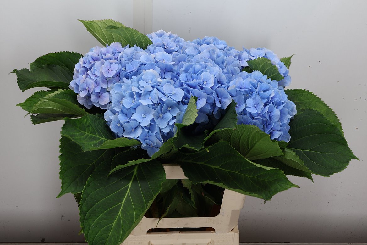 Hydrangea Verena Blue 60cm 15-17cm Hd