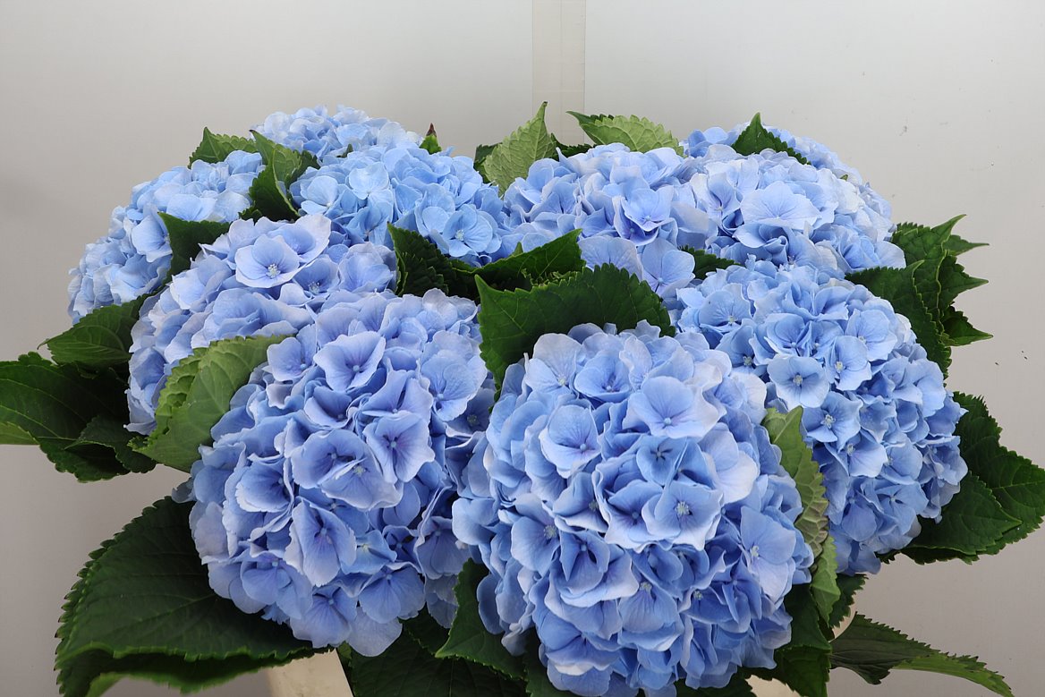 Hydrangea Verena Blue 80cm 20-22cm Hd