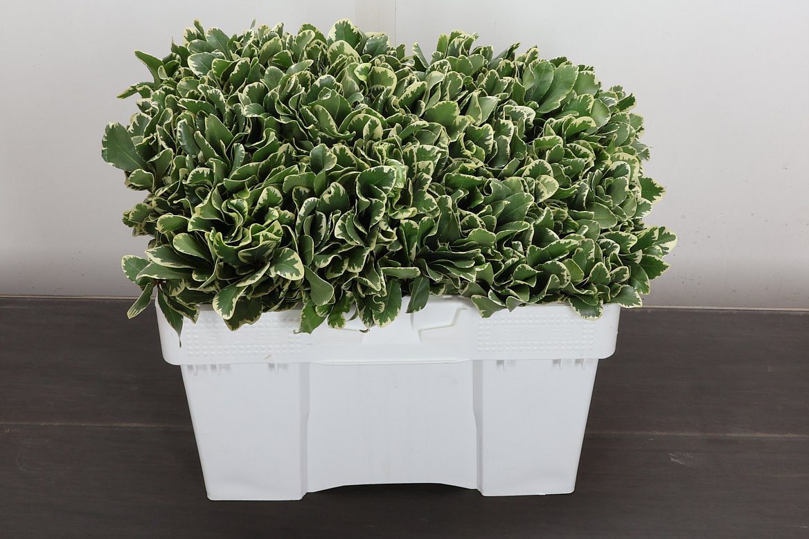 Pittosporum Tobira Ilan 40cm