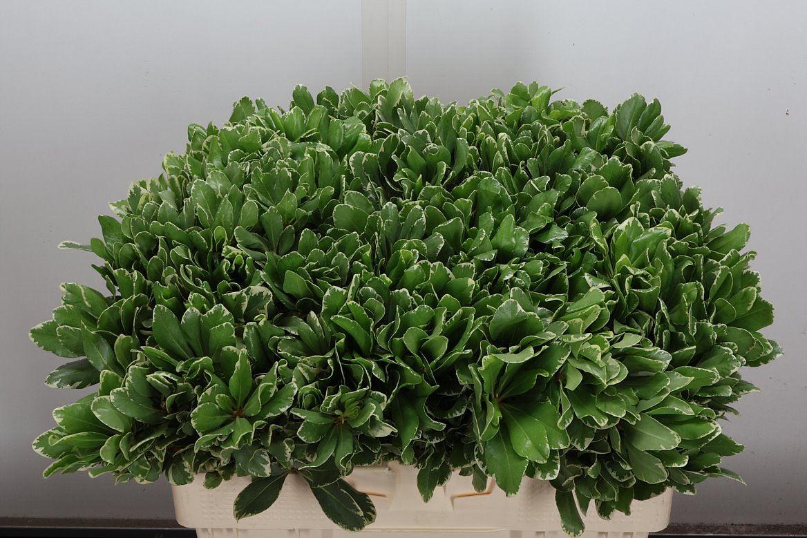 Pittosporum Tobira Ilan 55cm