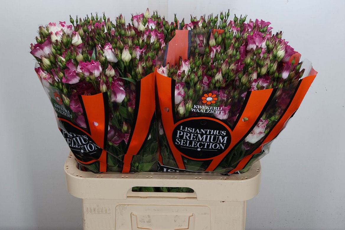 Eustoma Single Adom Red Picotee 70cm