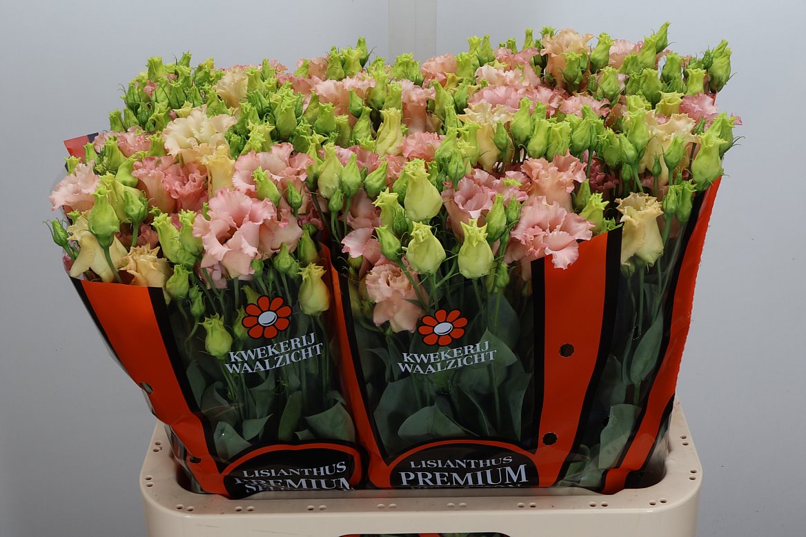 Eustoma Single Falda Apricot 70cm