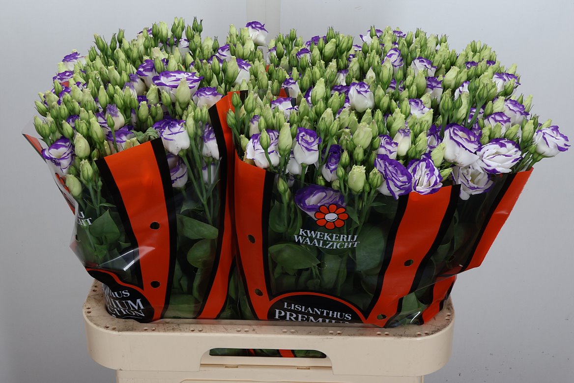 Eustoma Double Rosita Blue Picotee 70cm
