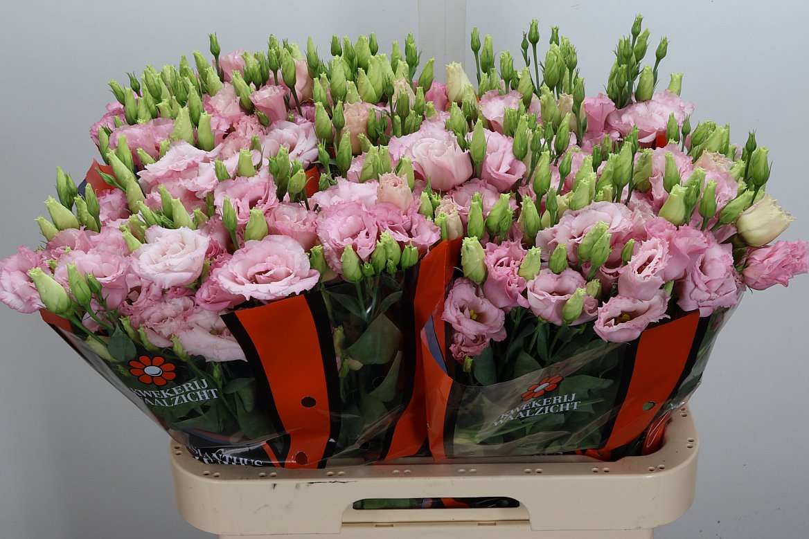 Eustoma Double Lisanne Light Pink 70cm