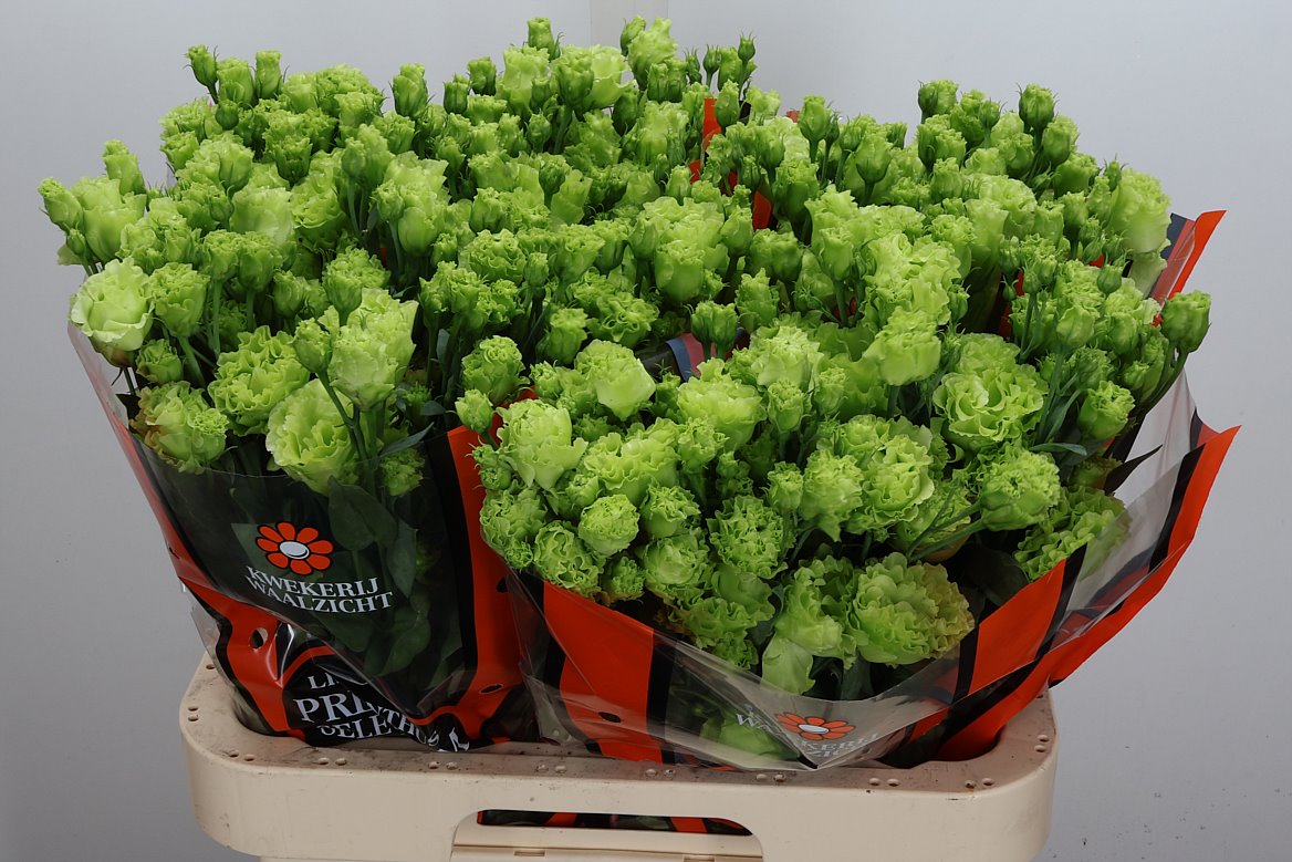 Eustoma Double Rosanne Bright Green 70cm