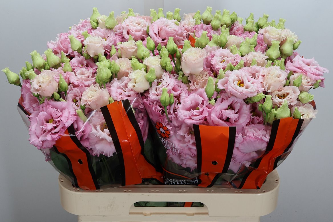 Eustoma Double Celebrich Queen 70cm