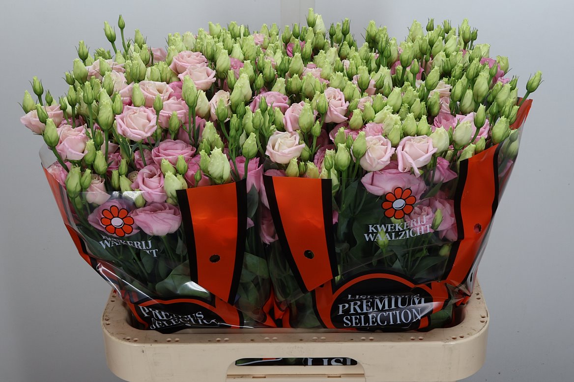 Eustoma Double Rosita Bright Pink 70cm