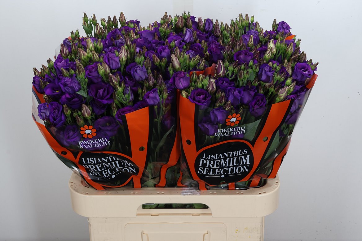 Eustoma Double Rosita Violet 70cm