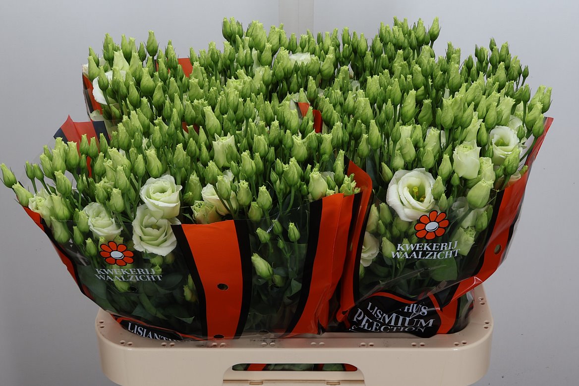 Eustoma Double Rosita Green 70cm