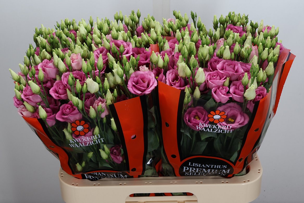 Eustoma Double Rosita Rose Pink 70cm