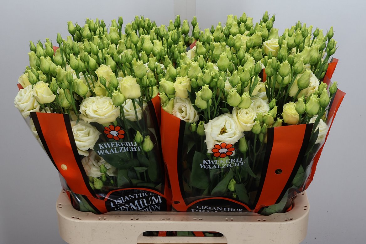 Eustoma Double Rosita Yellow 70cm