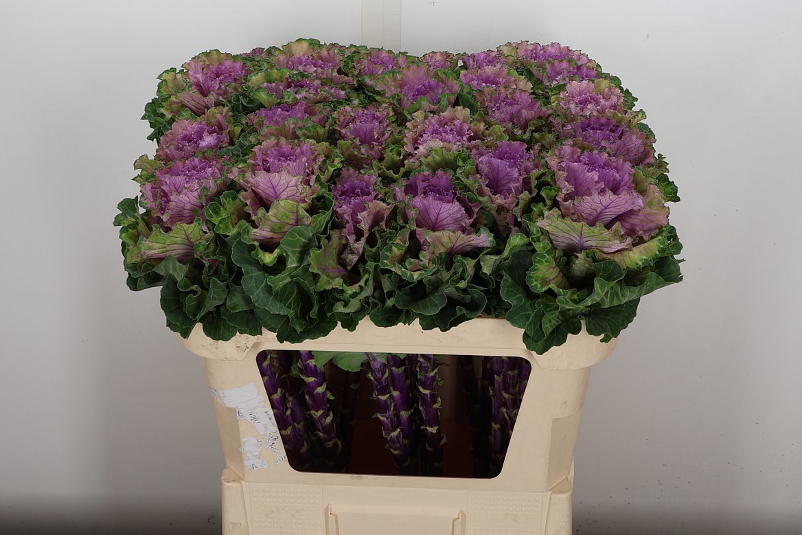 Brassica Empire Boika 70cm