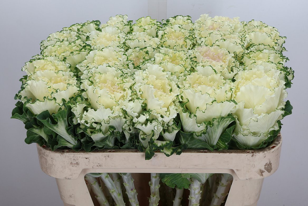 Brassica White Lady 70cm
