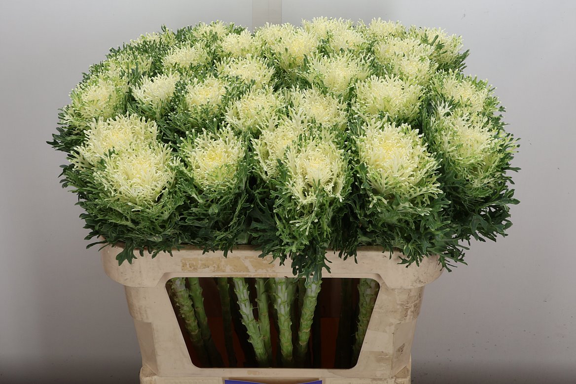 Brassica Crane Feather Snow 70cm