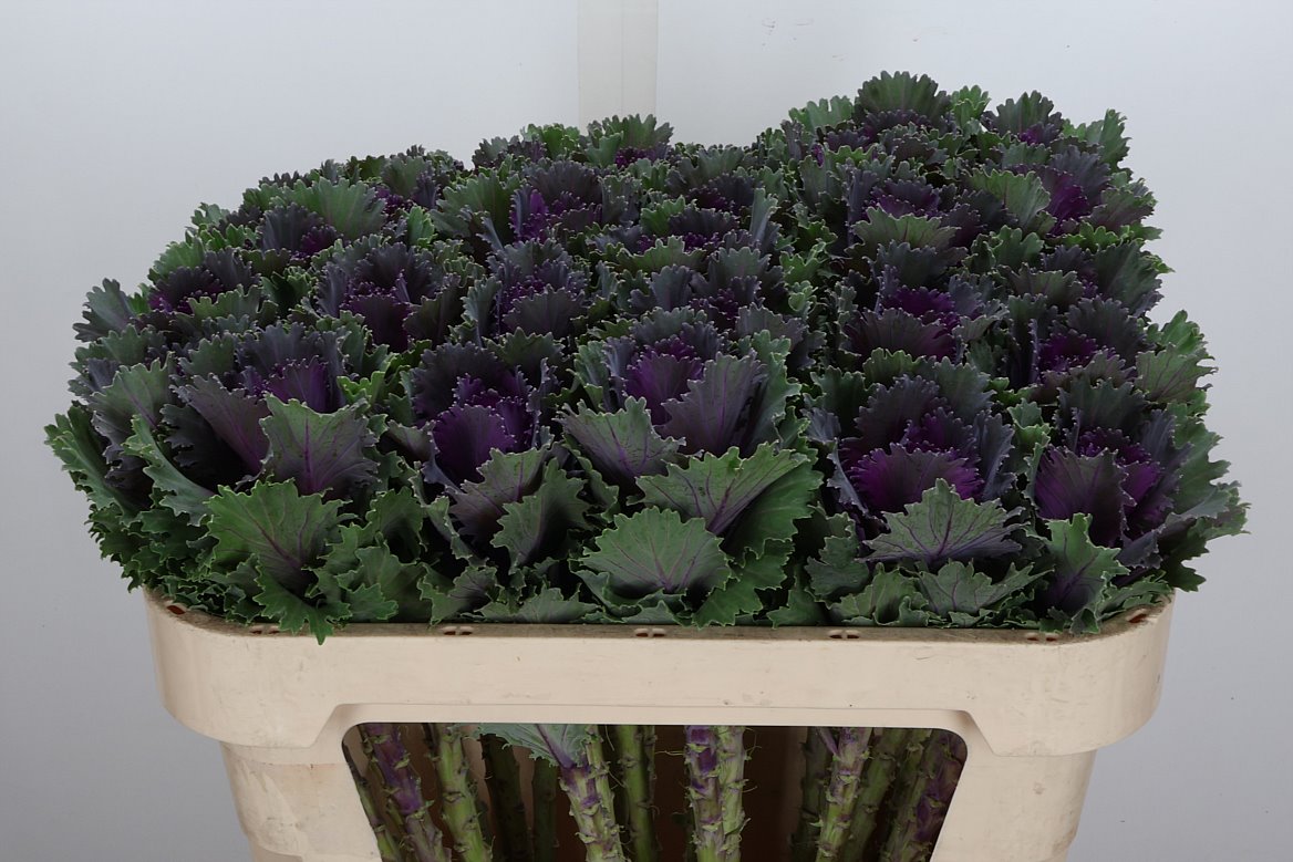 Brassica Altair 70cm