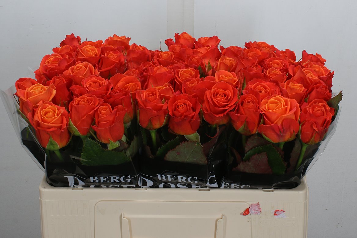 Rosa Clarence+ 50cm