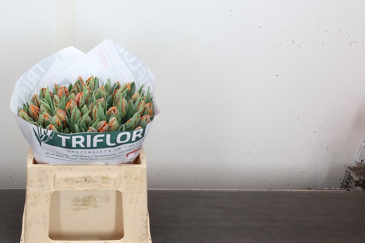 Tulip Parrot Irene Parrot 35cm 33gr.