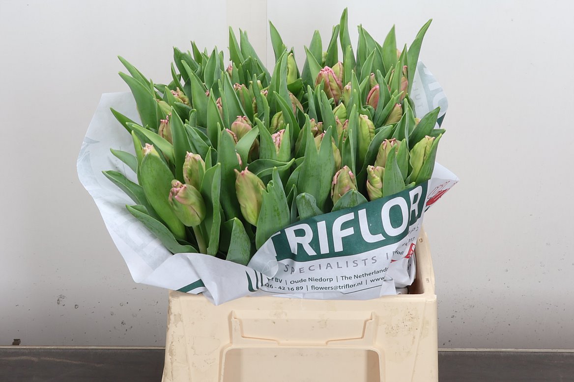 Tulip Parrot Marvel Parrot 40cm 35gr.