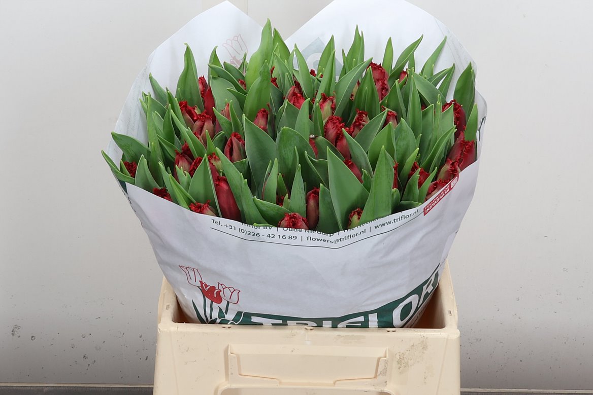 Tulip Frilled Indiana 35cm 35gr.