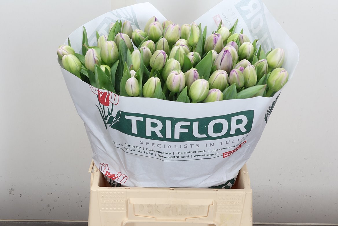 Tulip Double Saigon Double 40cm 45gr.