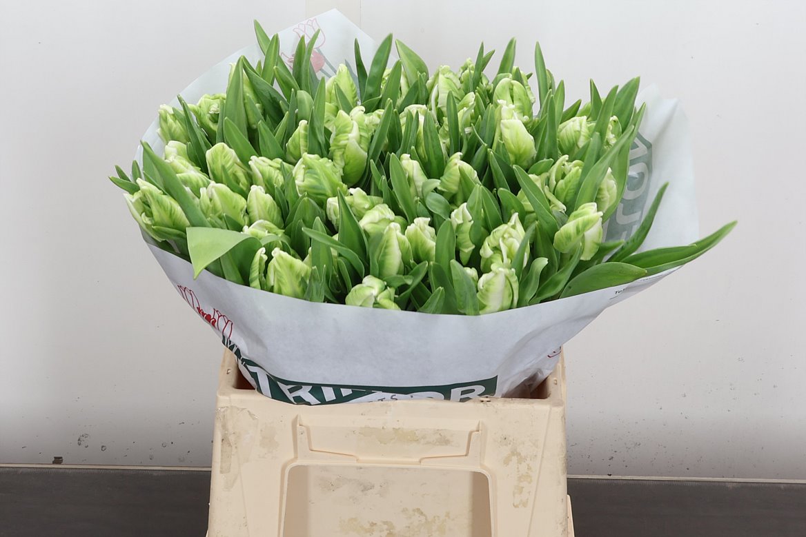 Tulip Parrot Super Parrot 40cm 33gr.