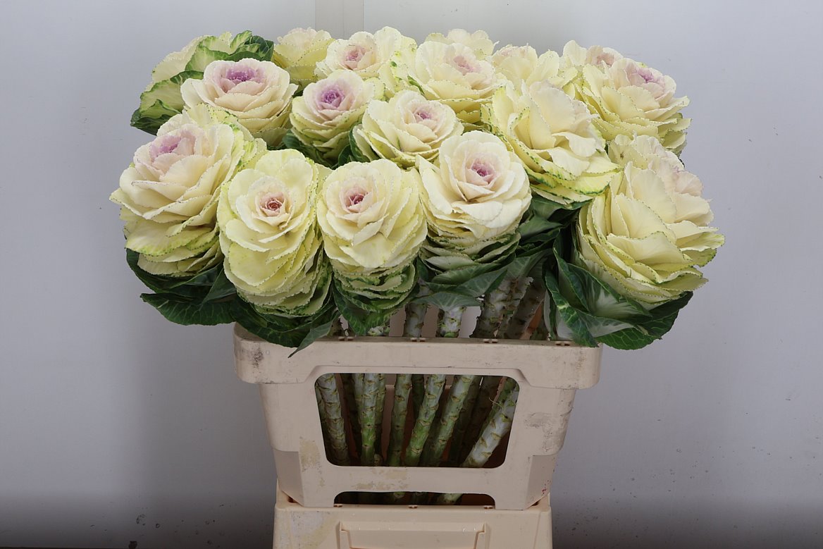 Brassica White Crane 60cm