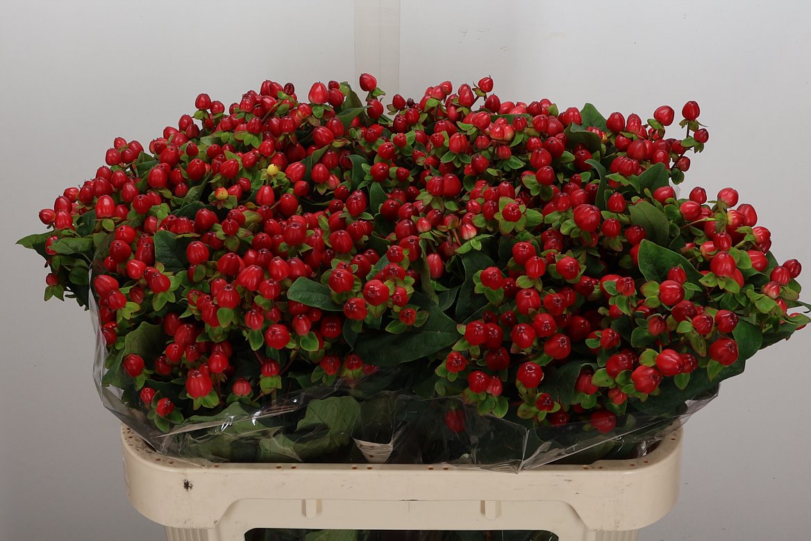 Hypericum Magical Triumph 70cm