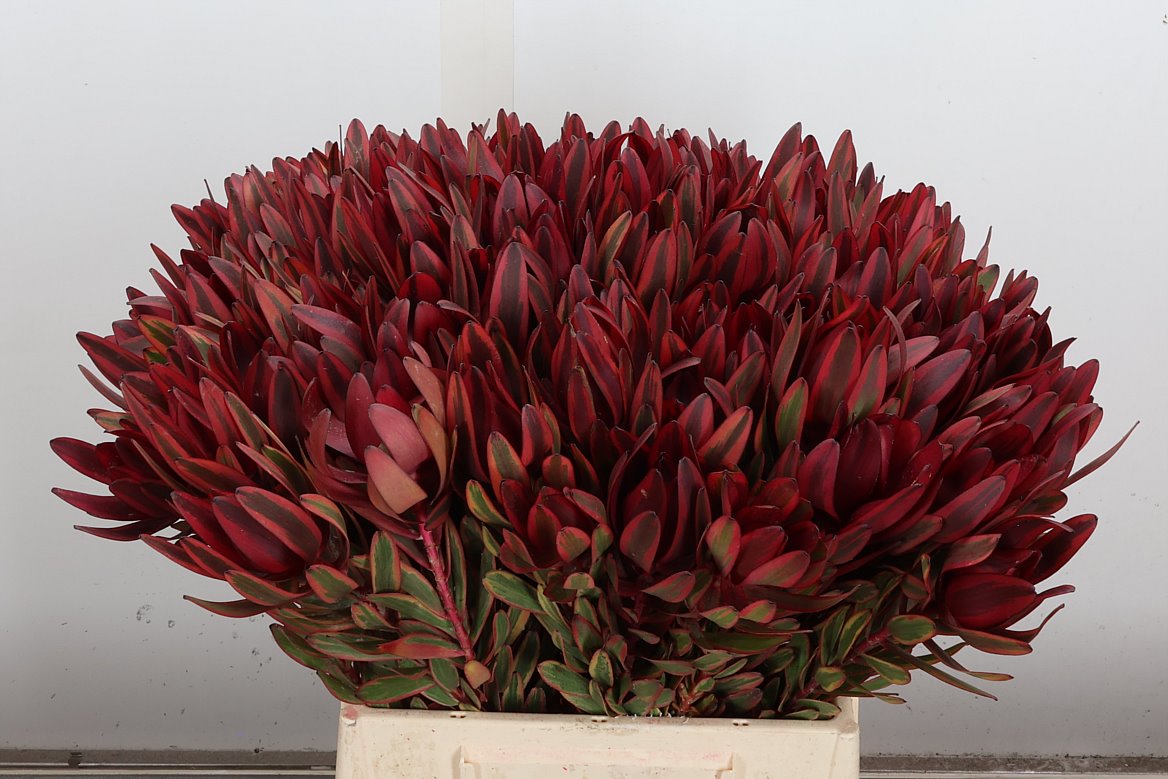 Leucadendron Jester 70cm