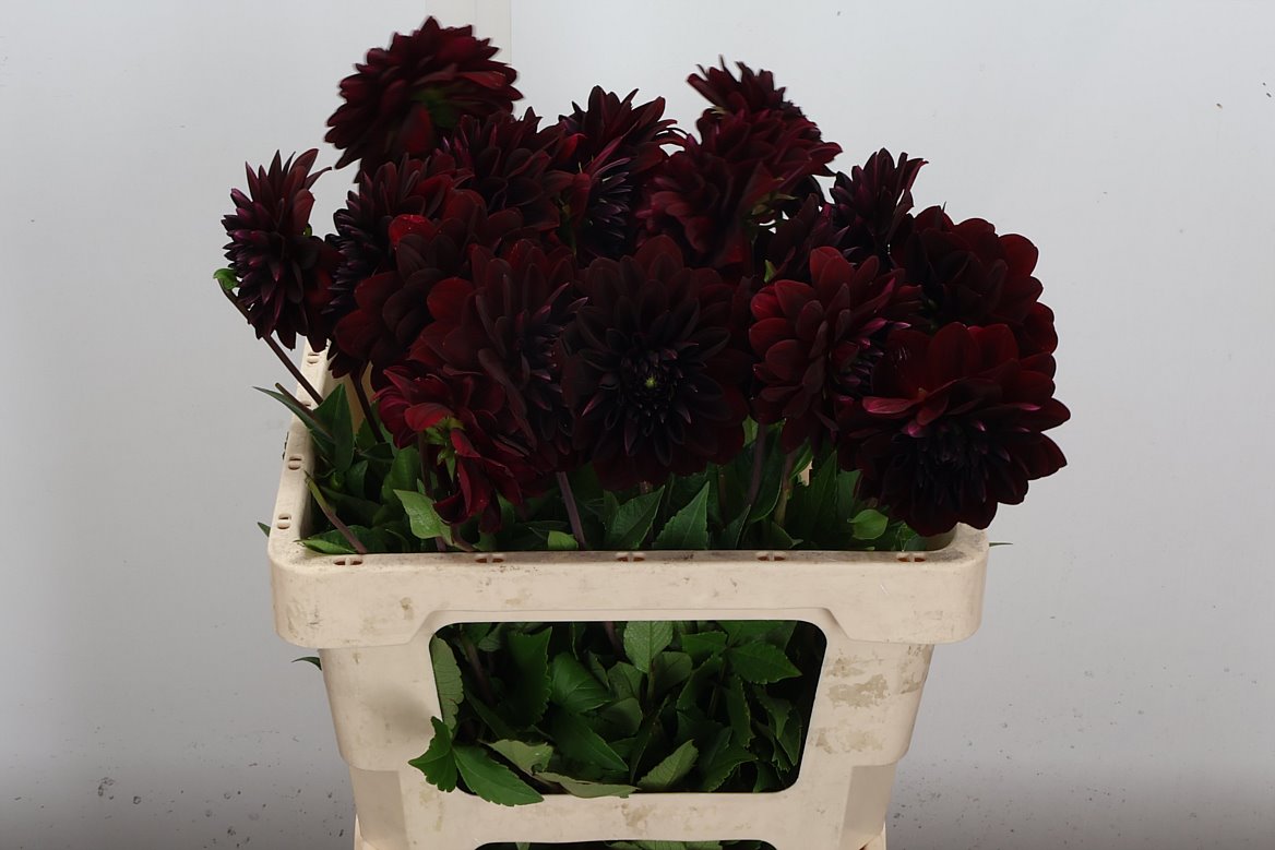 Dahlia La Recoleta 55cm